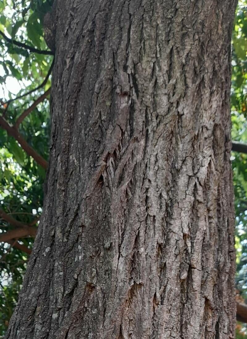 Blepharocalyx 20