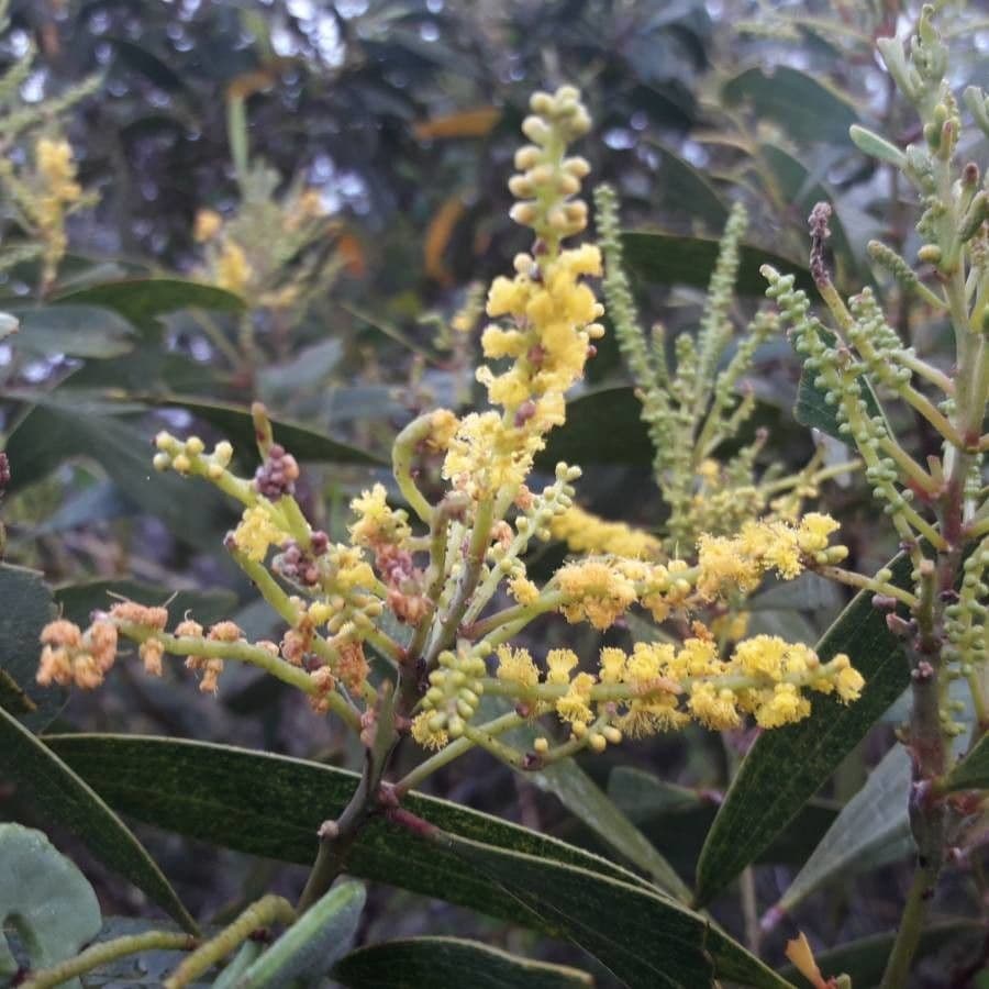 Acacia 9