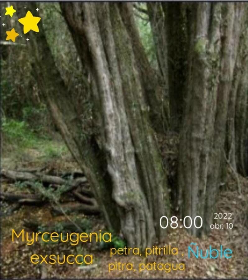 Myrceugenia 16