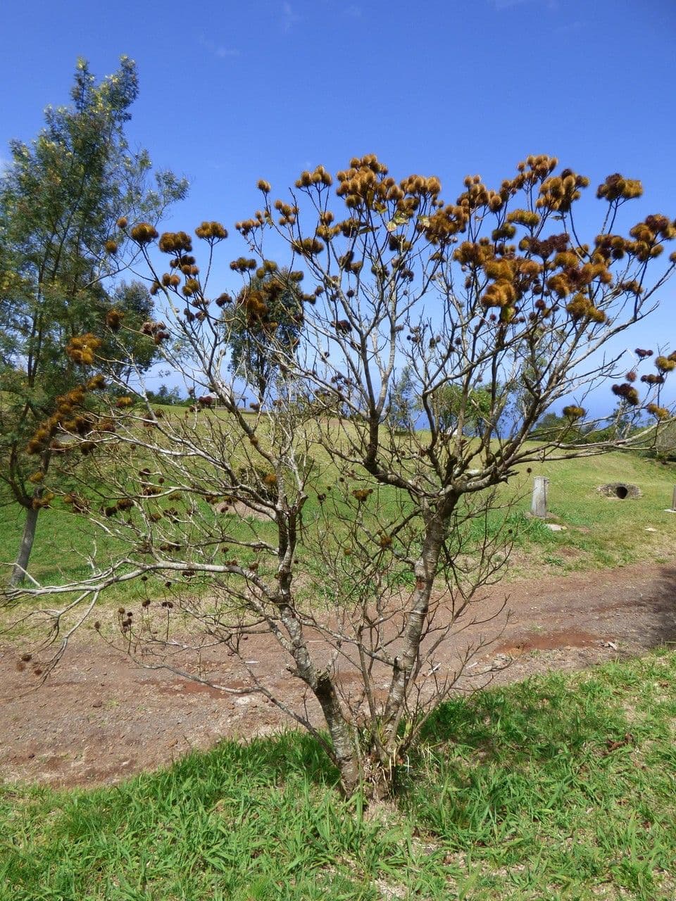 Achiote 14