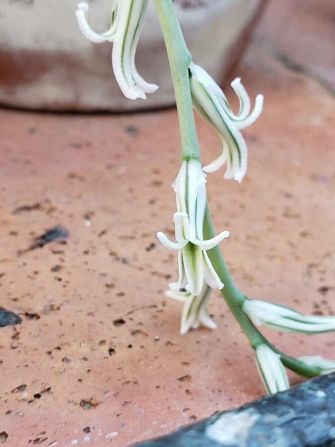 Haworthia 2