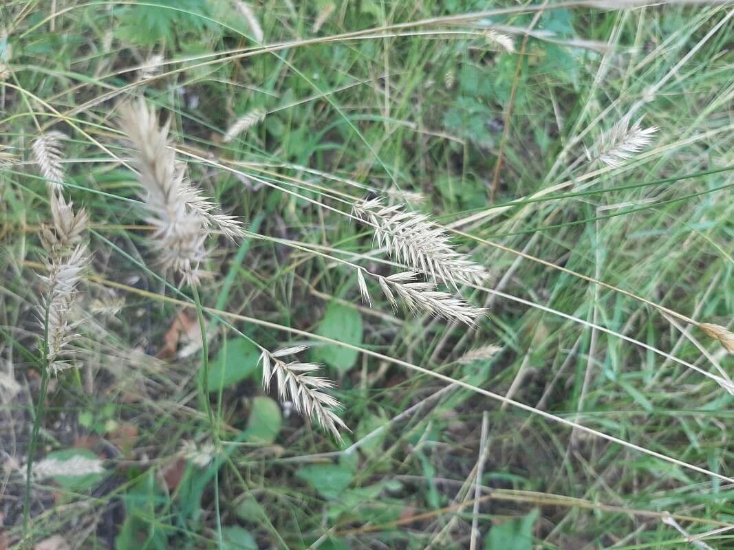 Gramigna crestata