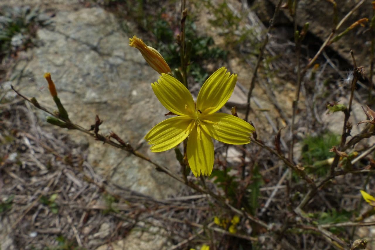 Lattuga viminea 6