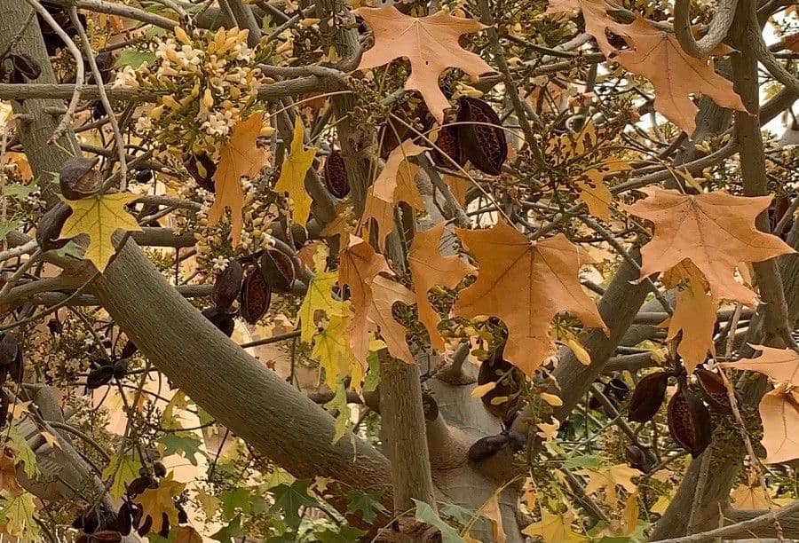 Australischer Flaschenbaum
