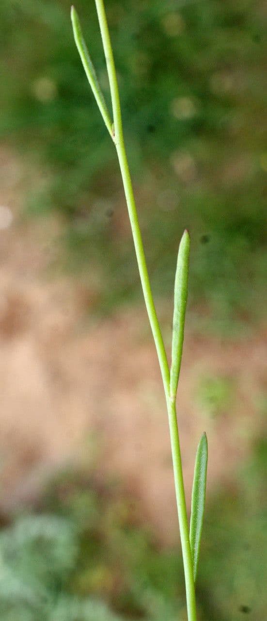 Lenec pelisseriana 15