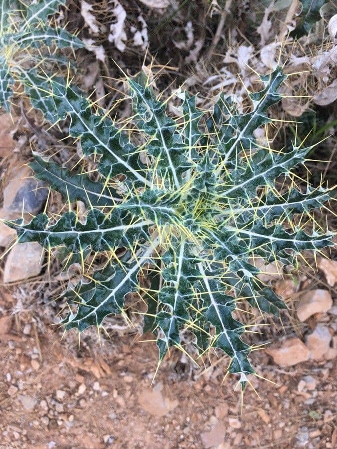 Ptilostemon casabonae 17