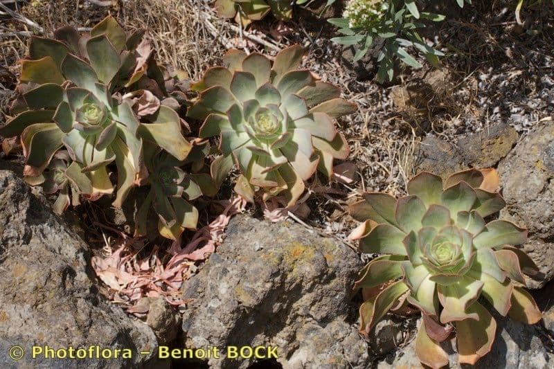 Aeonium 6