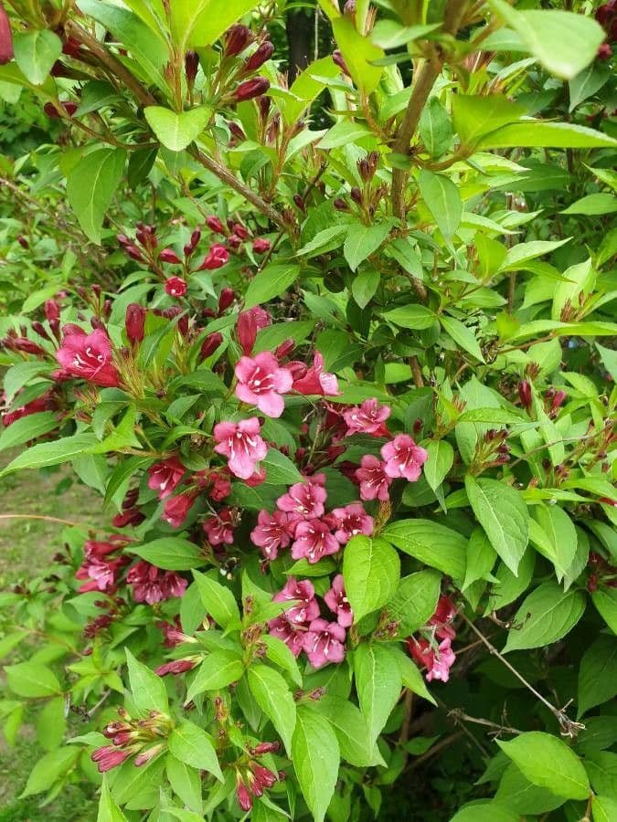 Weigelia florida 28