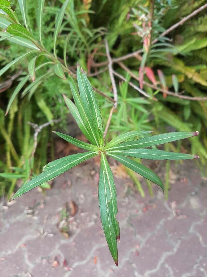 Lobelia lassiflora 17