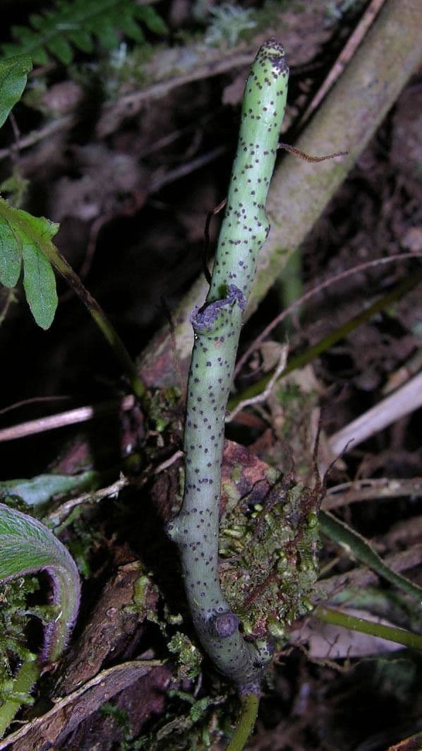Serpocaulon 7
