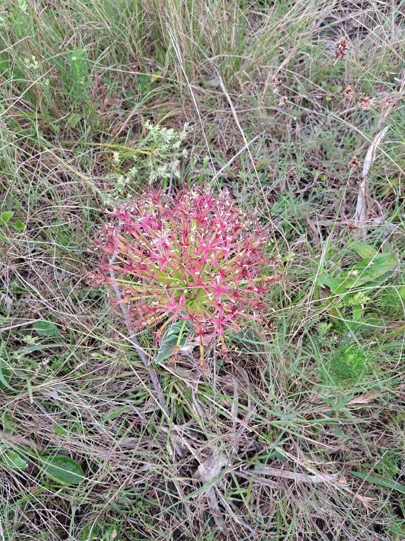 Boophone disticha
