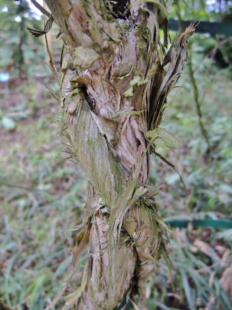 Caprifoglio acuminato 24