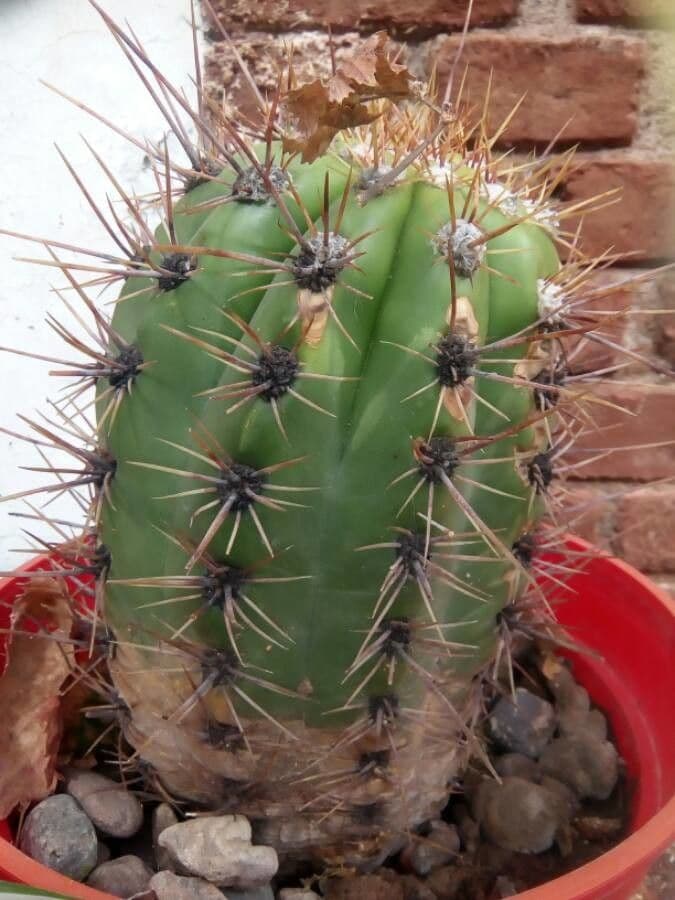 Cactus calice di rosa 19