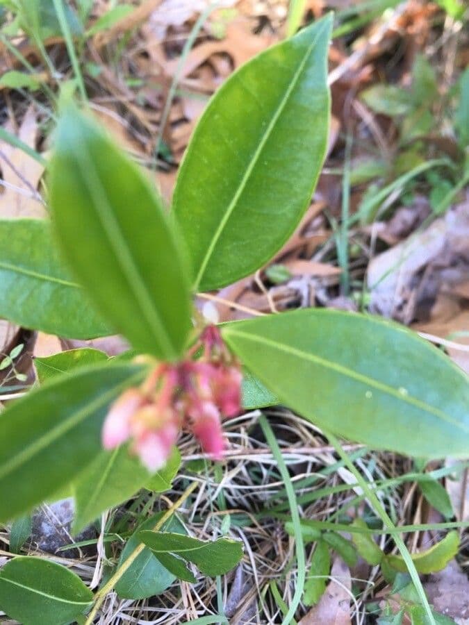 Lyonia lucida 12