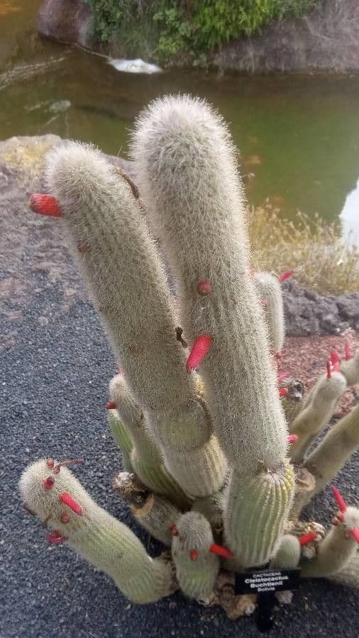 Cleistocactus 7