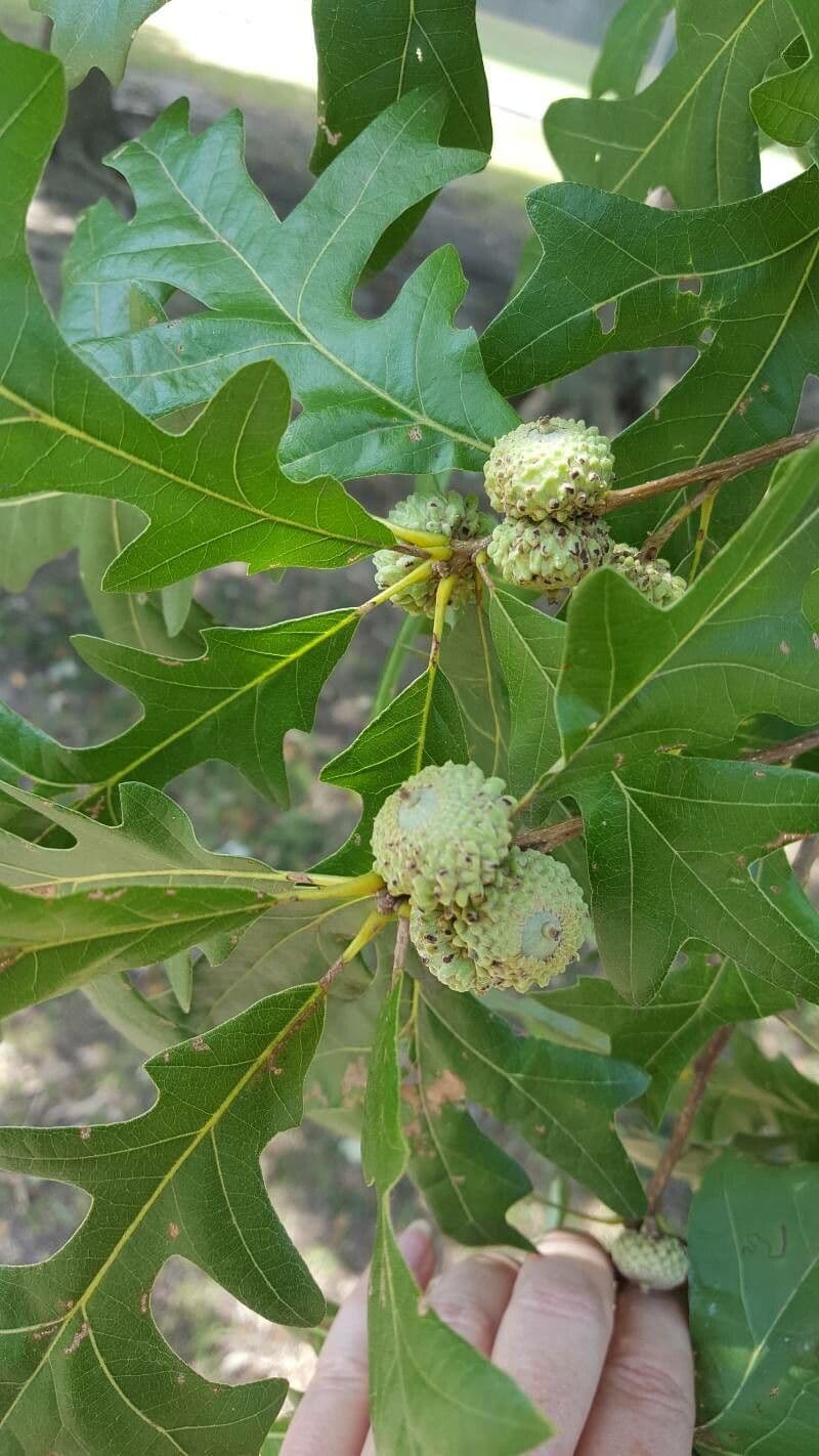 Quercia lira