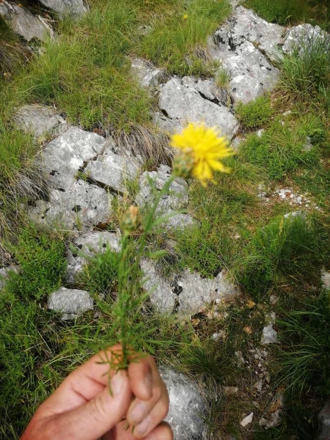 Felsen-Kornblume 9