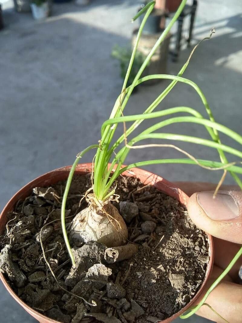 Erba cipollina 21