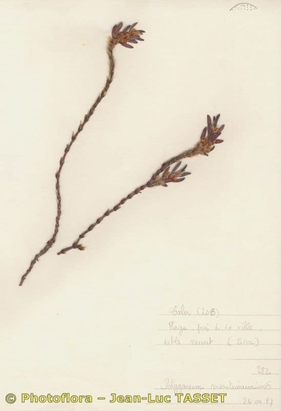 Rdesno 27