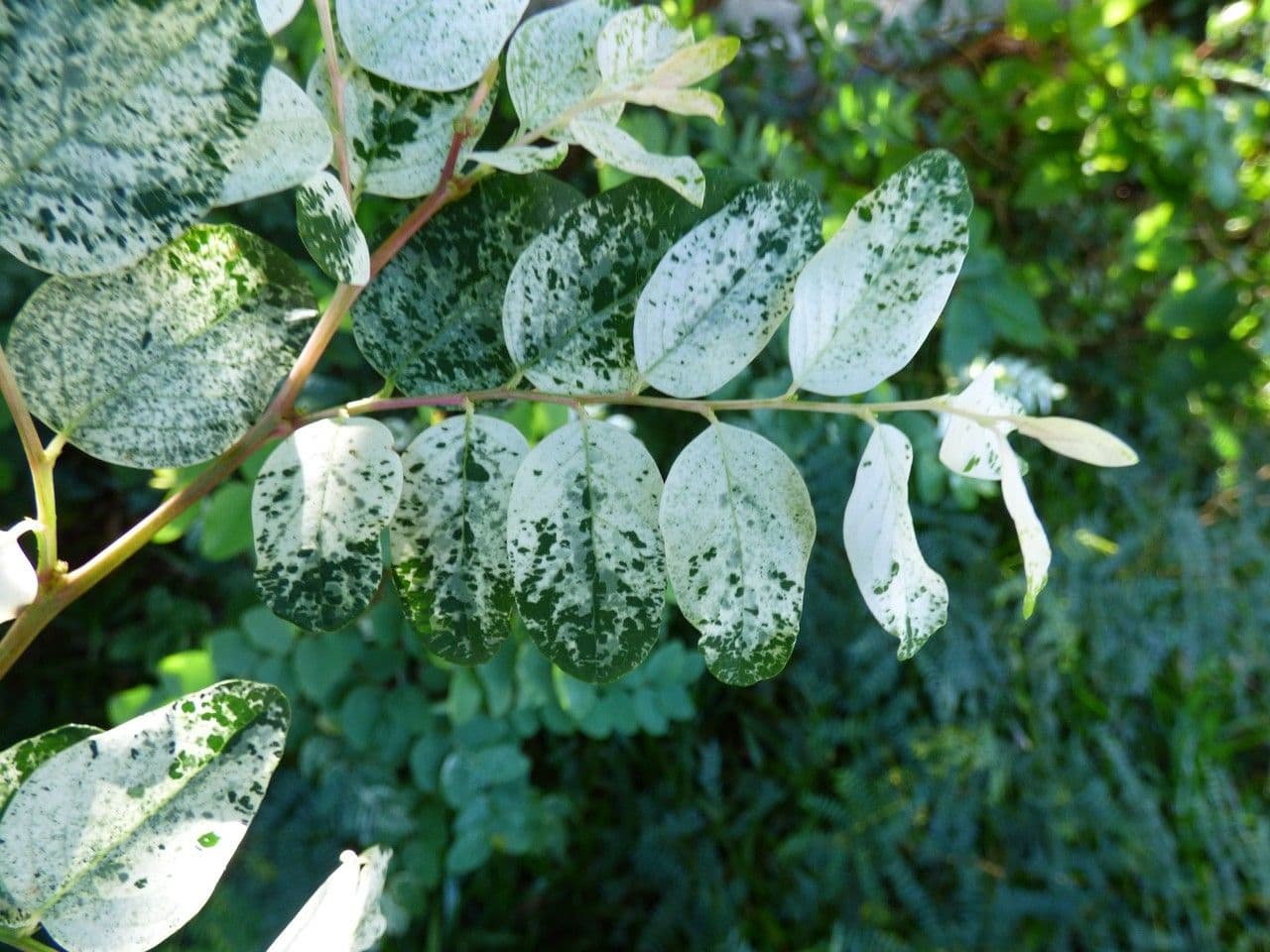 Breynia disticha 9