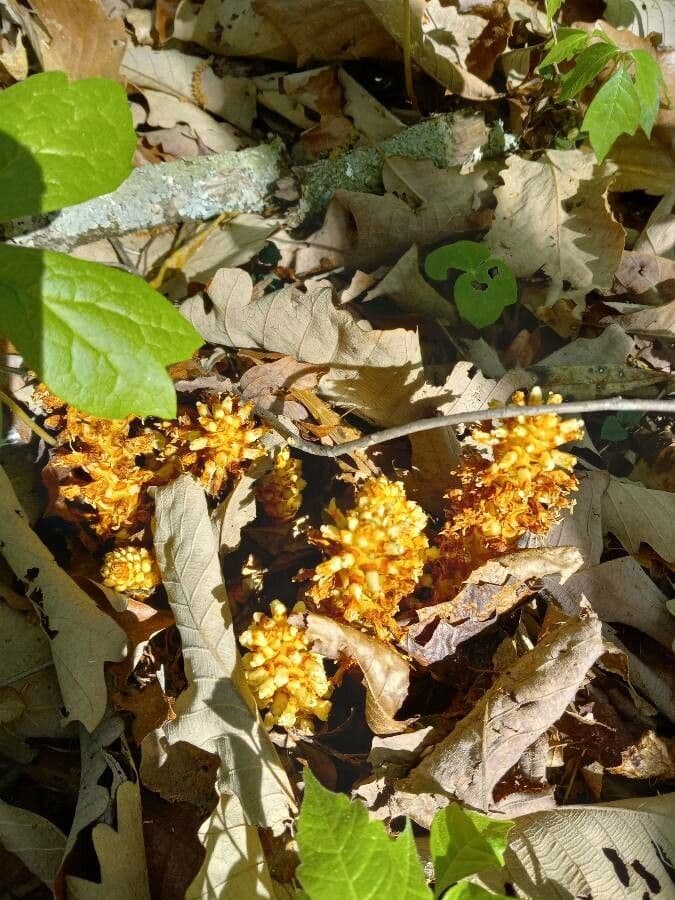 Conopholis 8