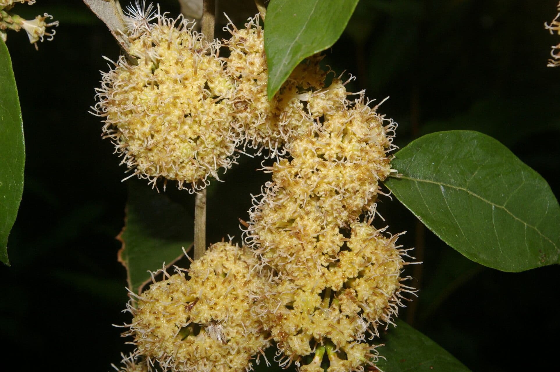 Piptocarpha 7