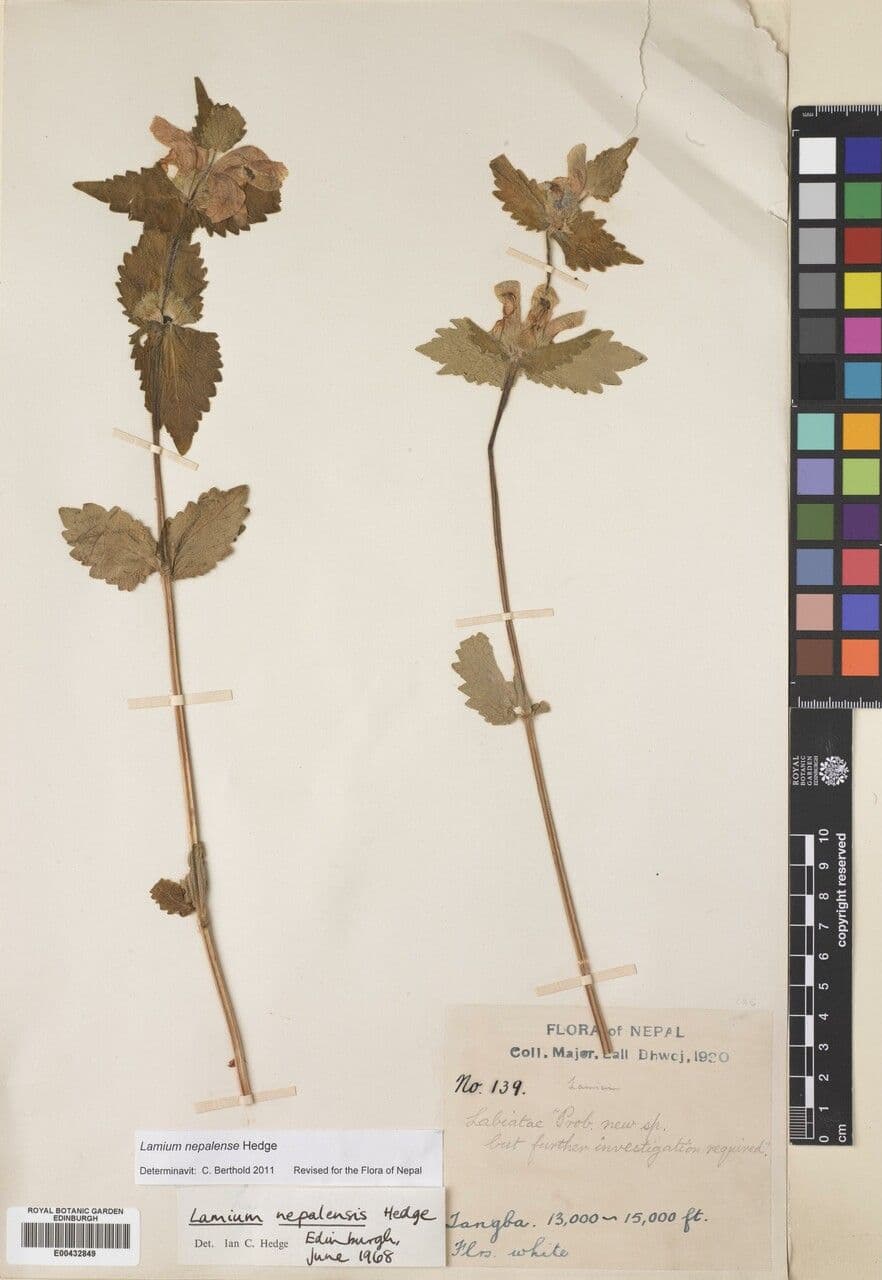 Eriophyton