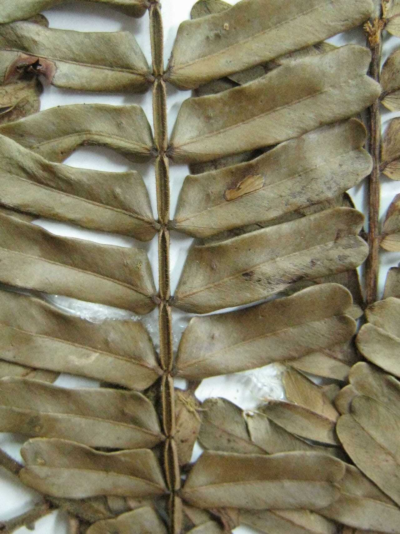 Macrolobium 3