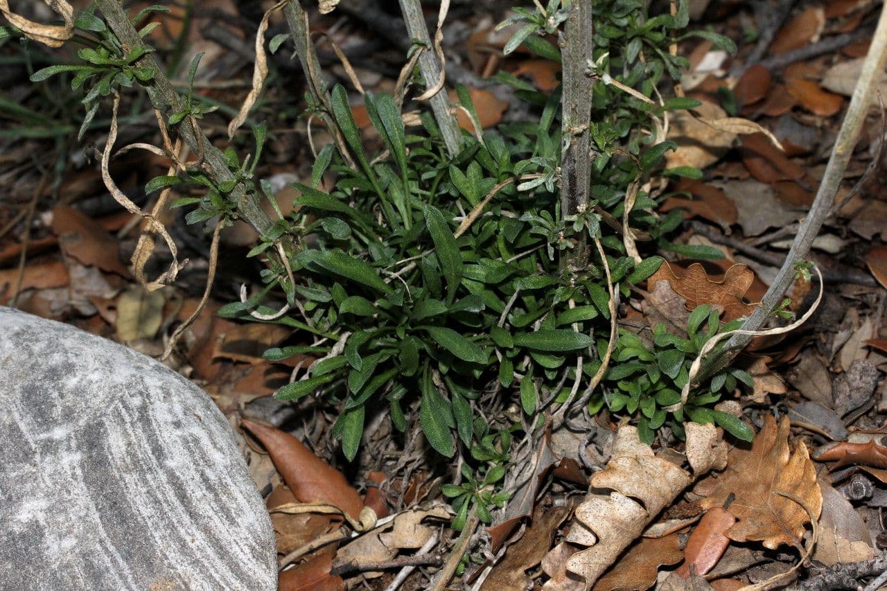 Erysimum rhaeticum 10
