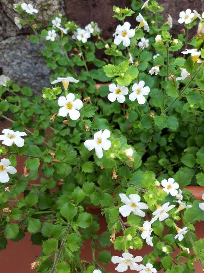 Bacopa rastrera 12