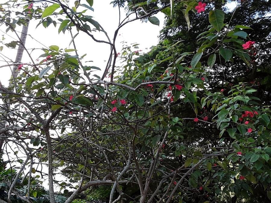Jatropha integerrima 21