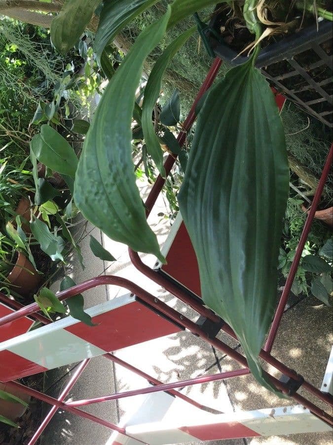 Stanhopea 2