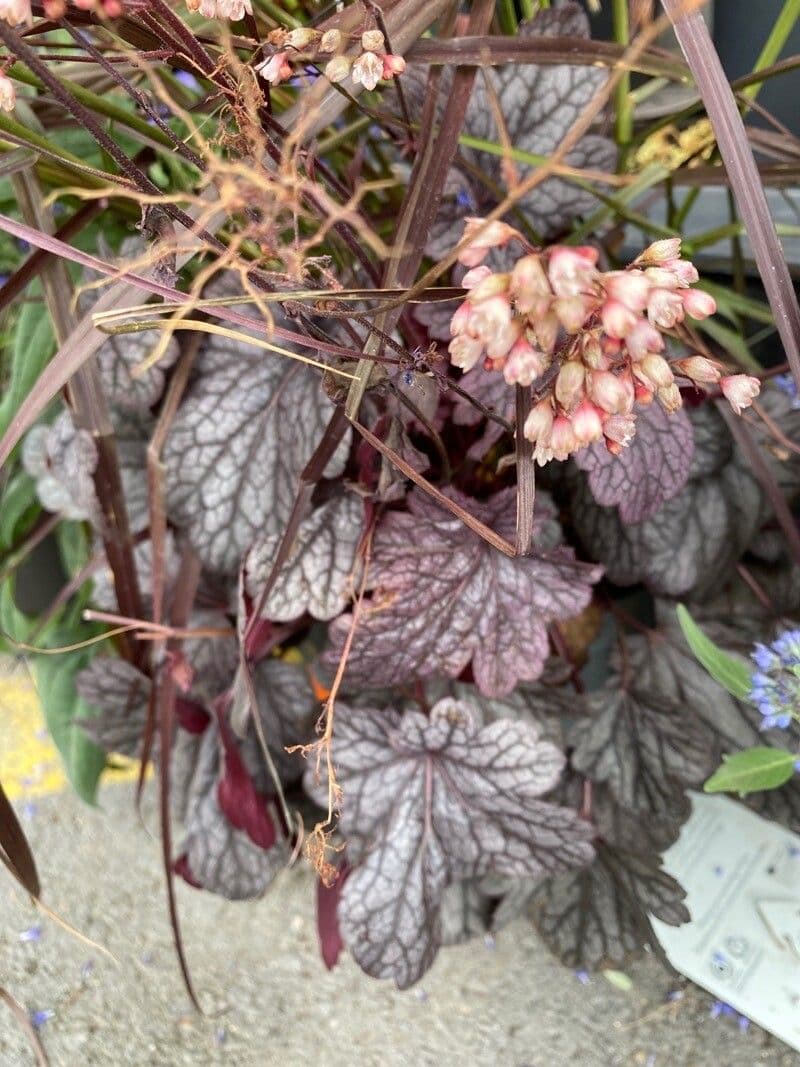Heuchera 14