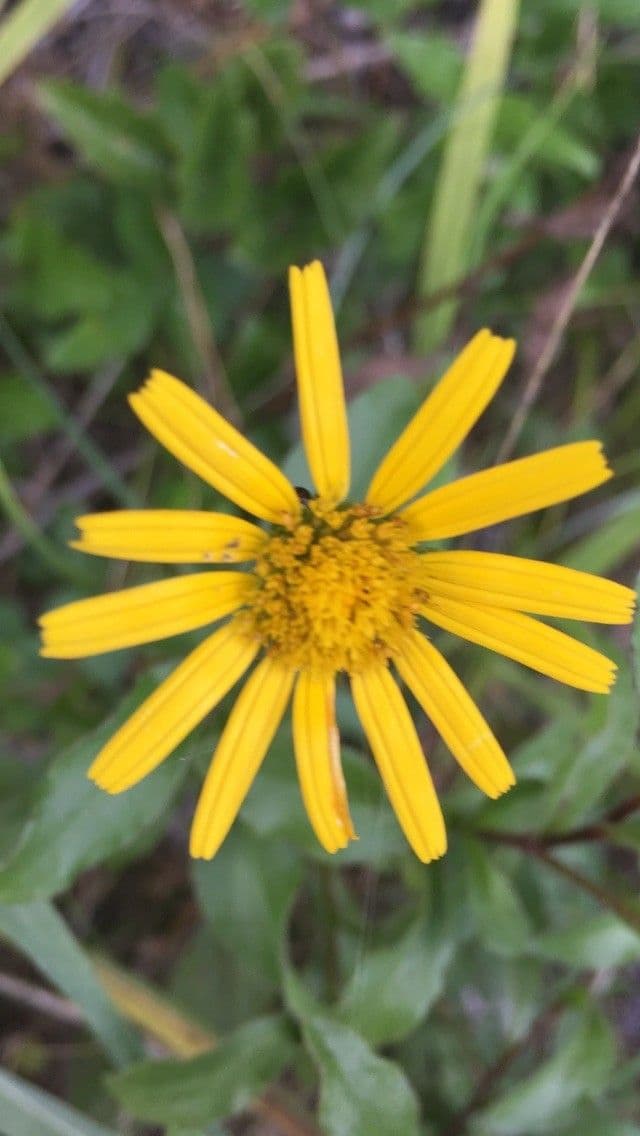 Limbarda crithmoides 8