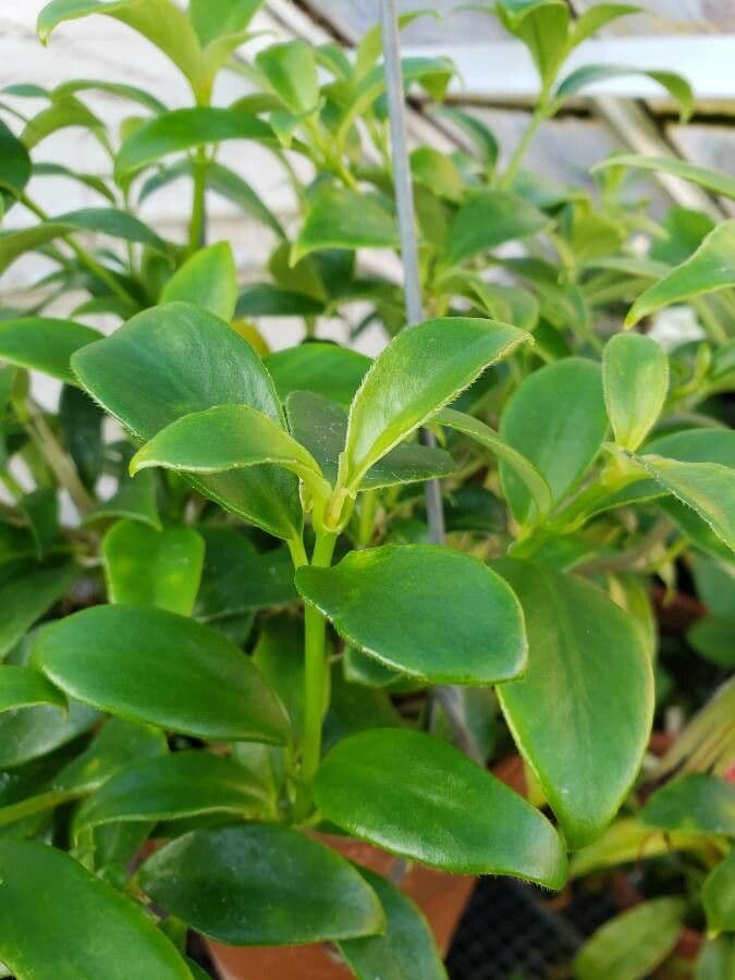 Nematanthus 3