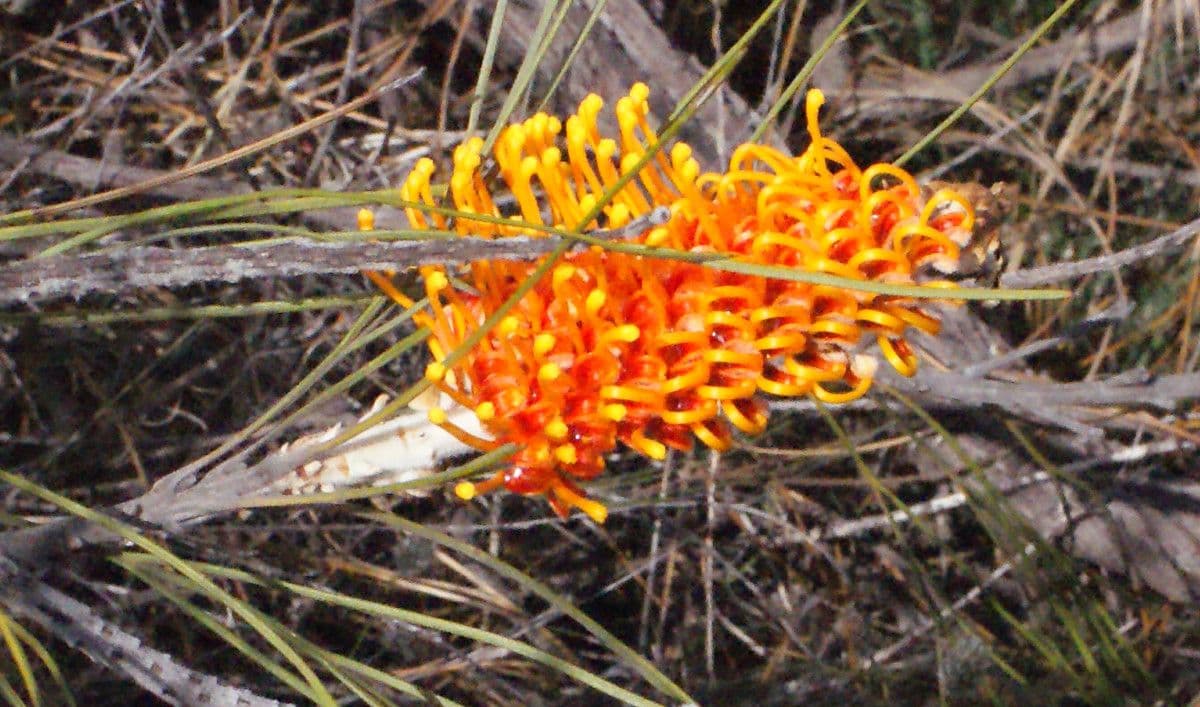 Grevillea