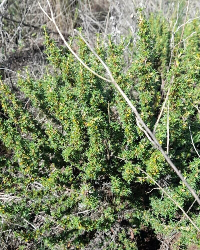 Margyrícarpus 4