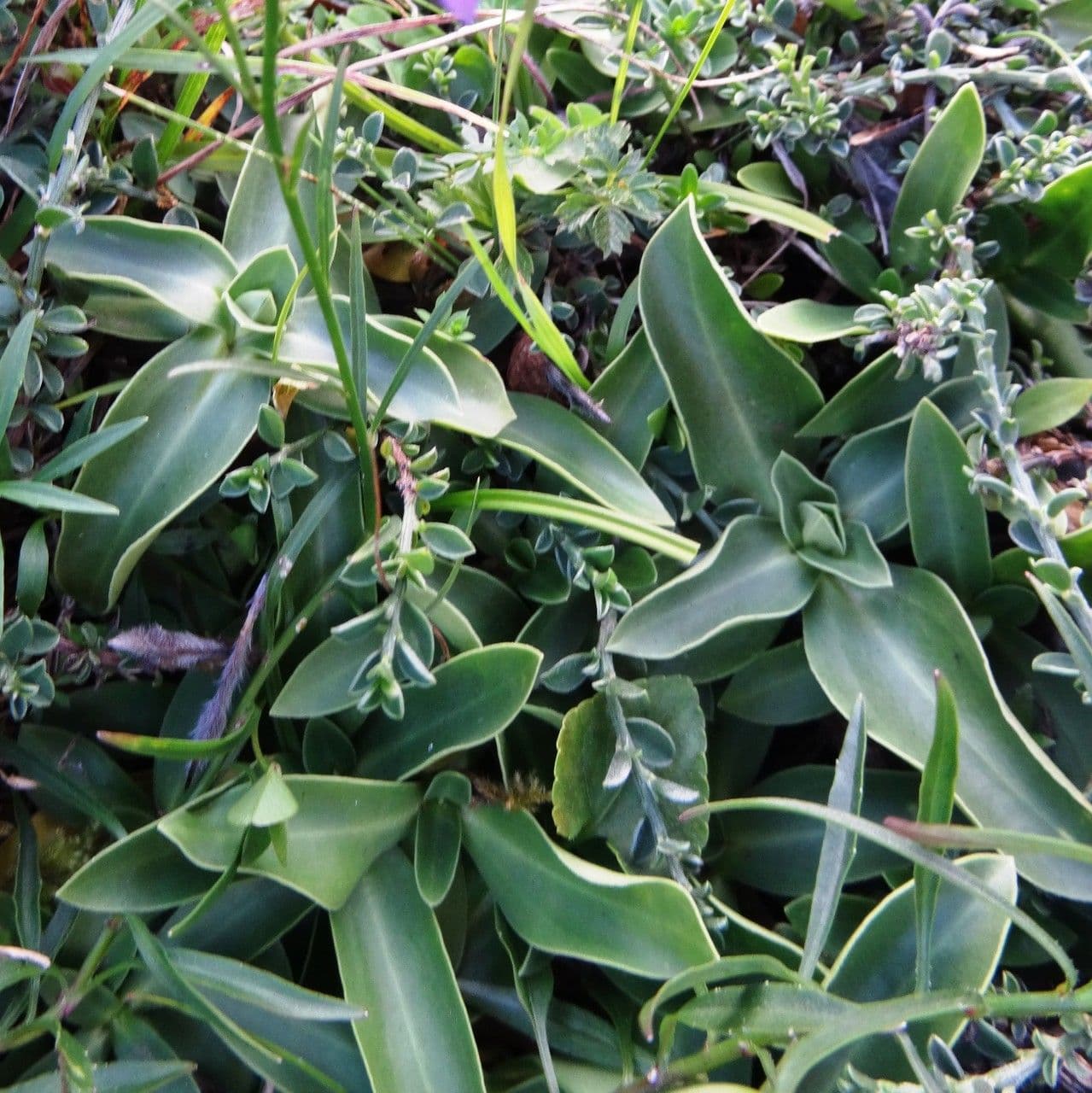Gentiana occidentalis 11