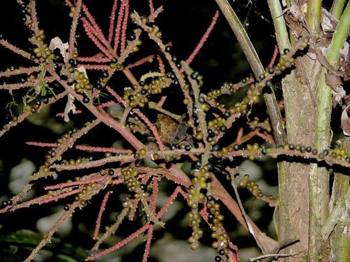 Geonoma pinnada 11