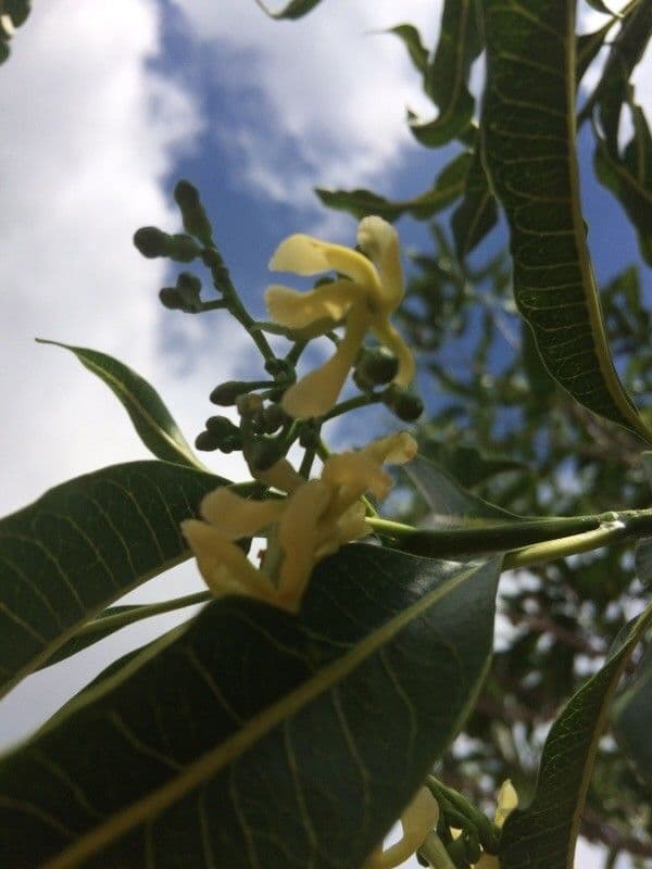 Tabernaemontana persicariifolia 3