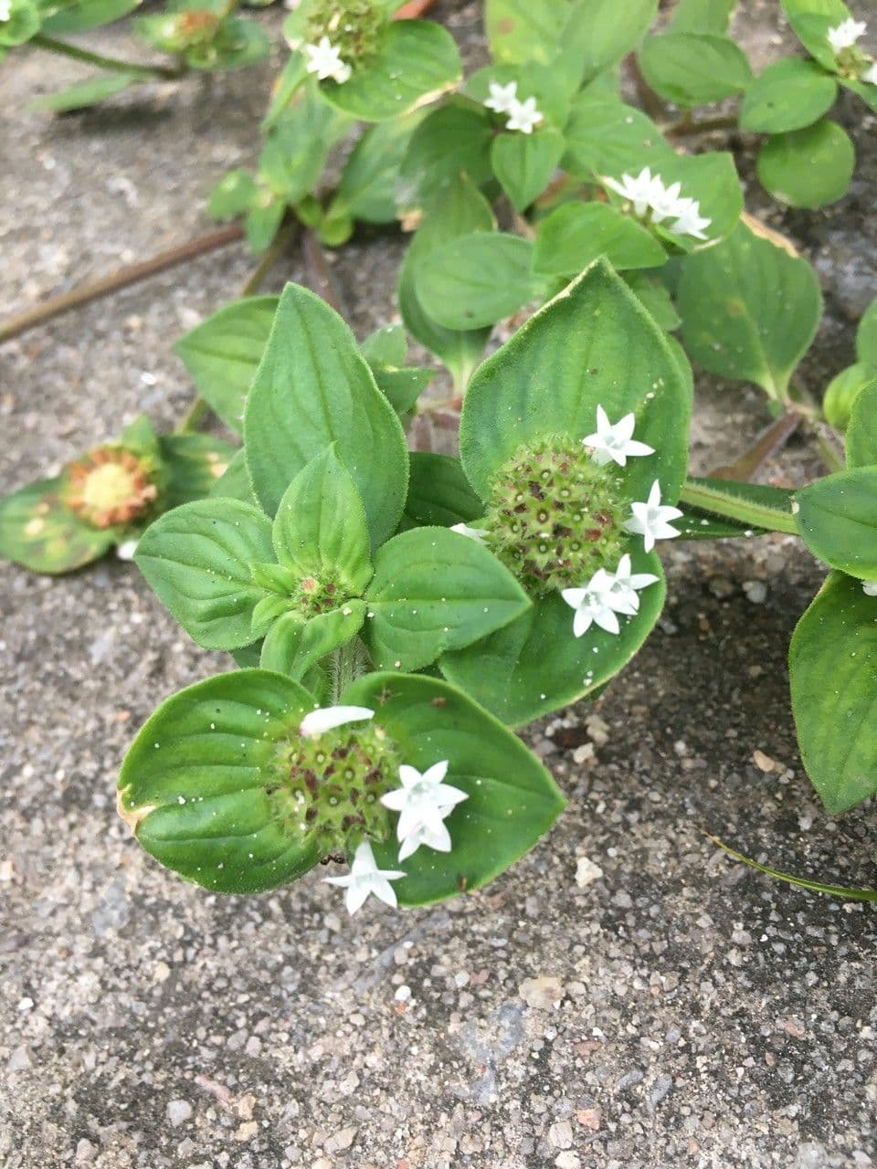 Richardia brasiliana