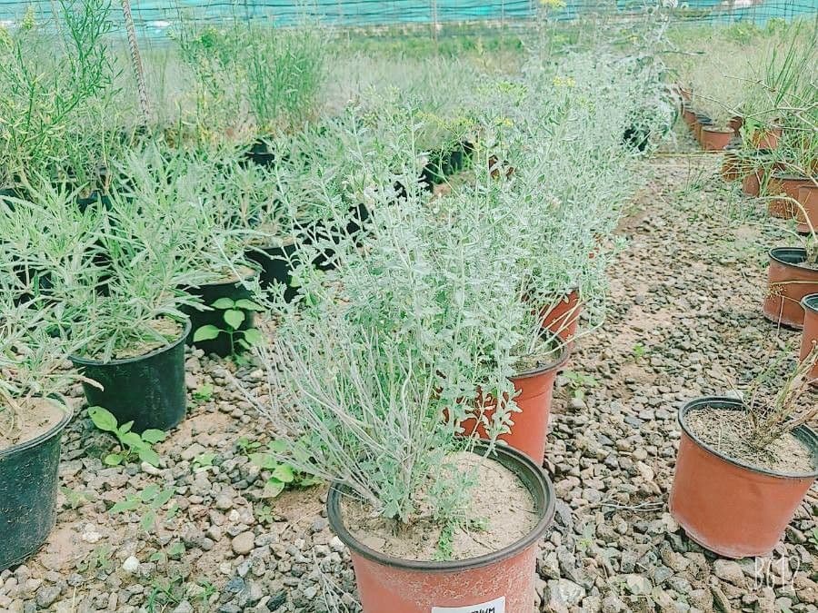 Teucrium