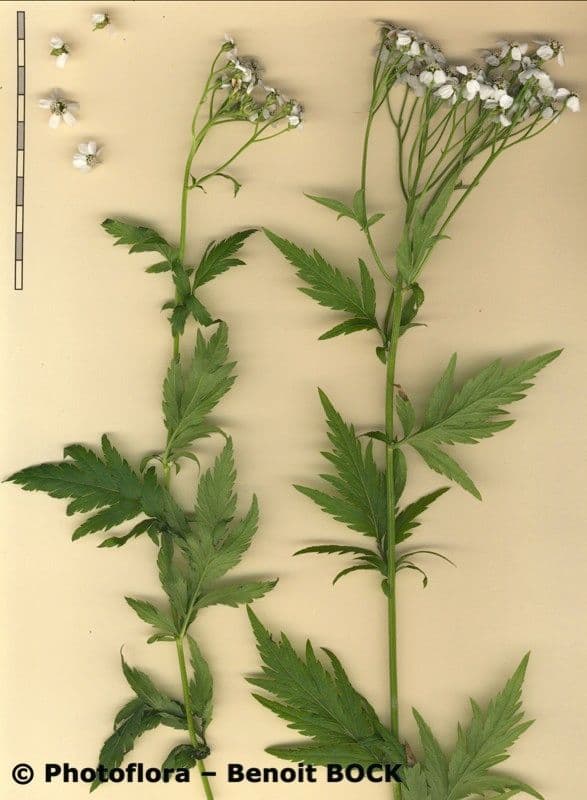 Großblättrige Schafgarbe 22