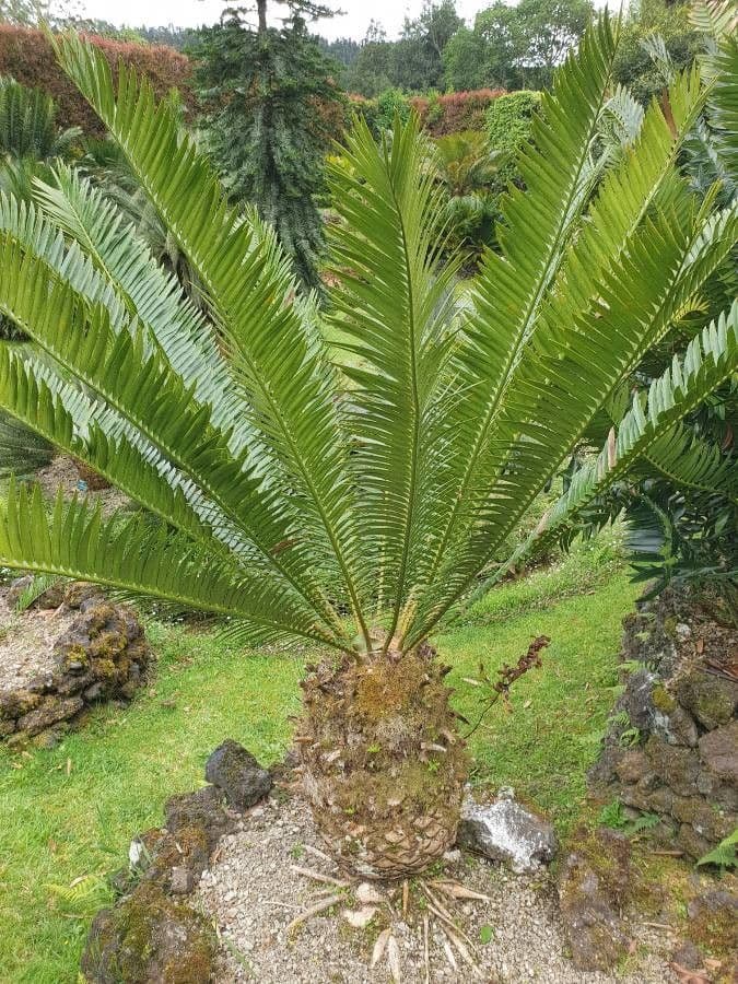 Encephalartos 3