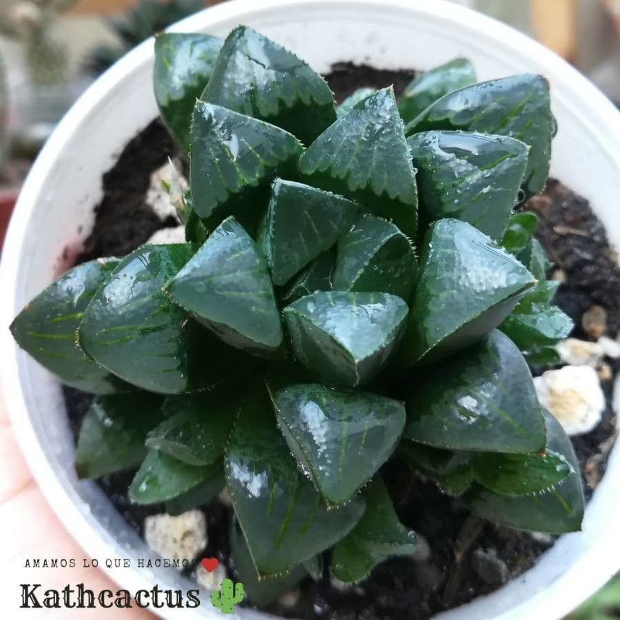 Hawortia 17