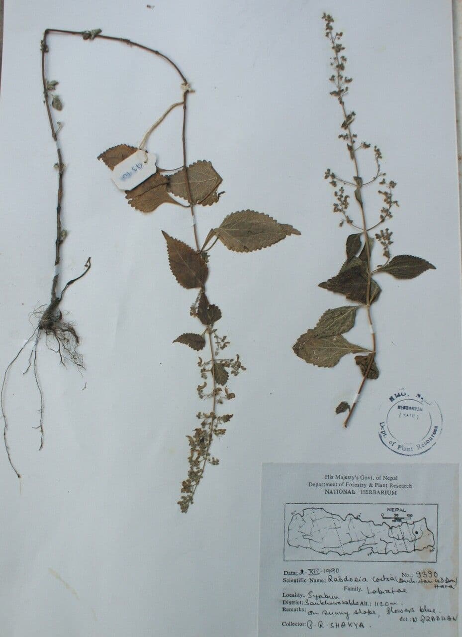Isodon 10
