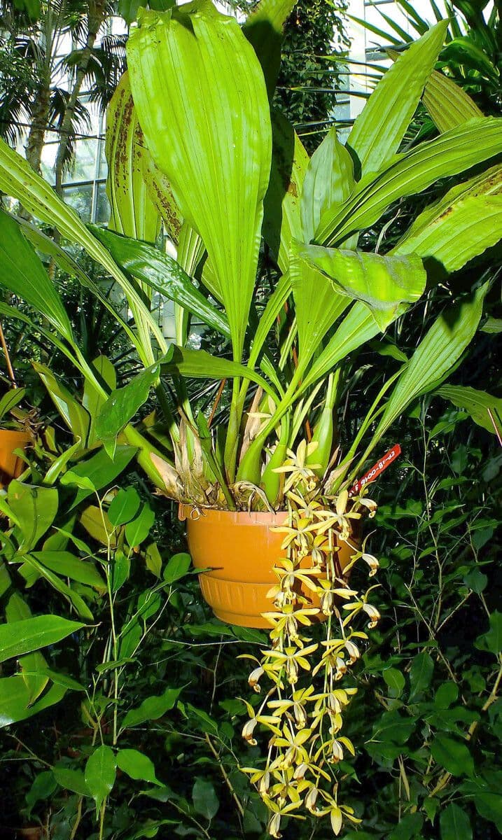 Dendrobium 12