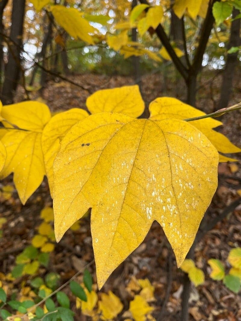 Lindera obtusiloba 7