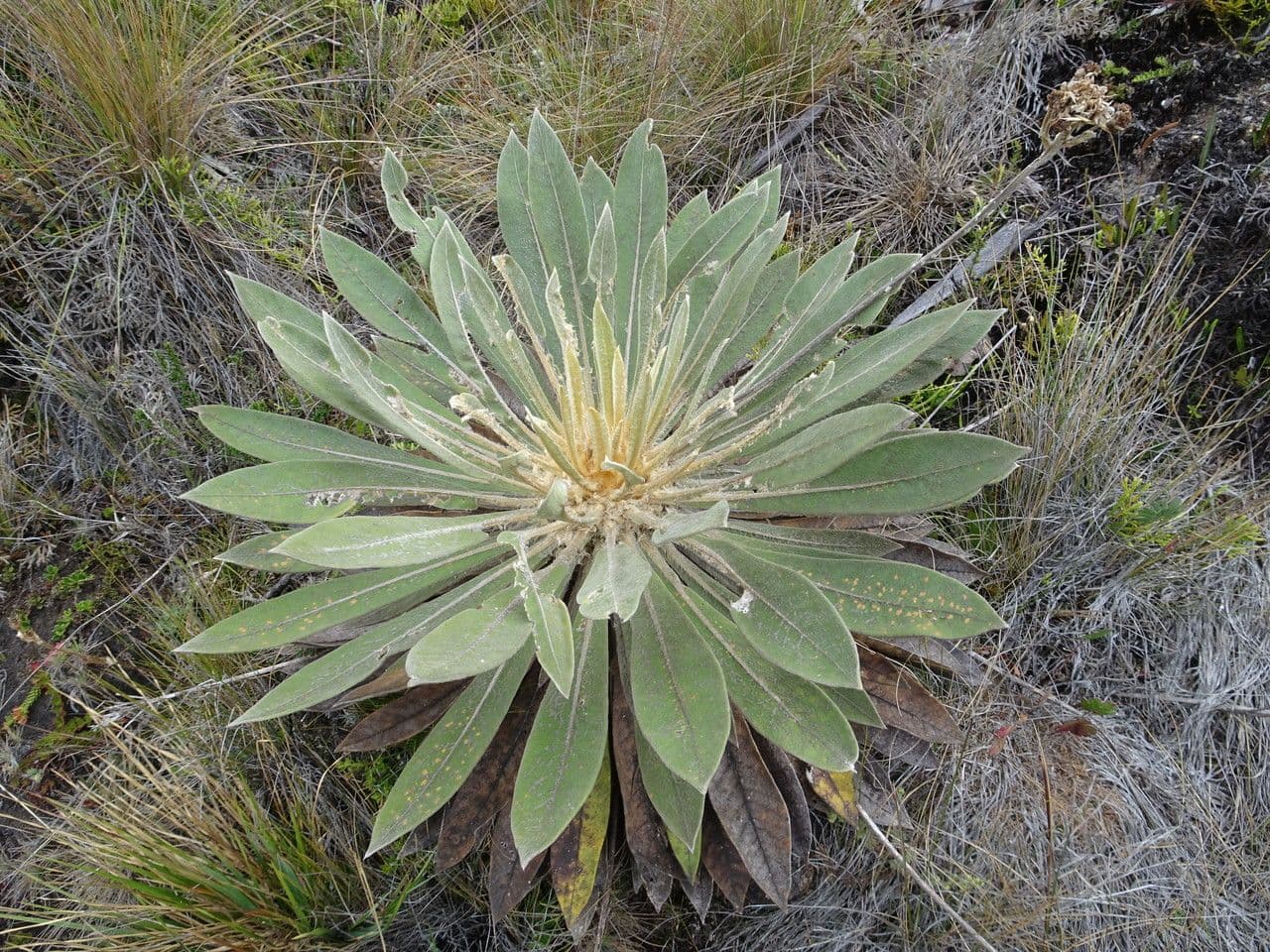 Espeletiopsis 5