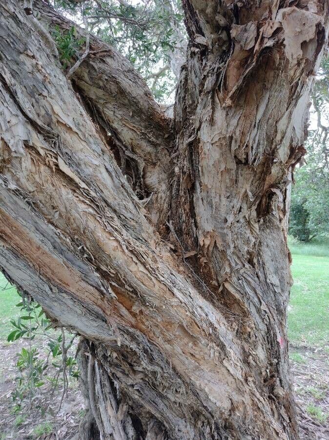 Fünfnerviger Teebaum 24